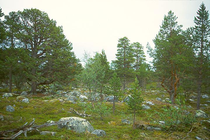 FinnmarkPorsangerStabb17 - 96KB