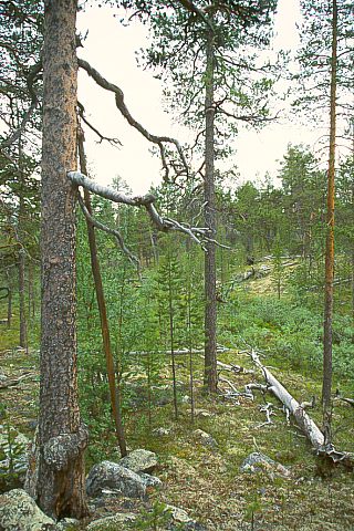 FinnmarkSoerVarangerPasvik21 - 71KB