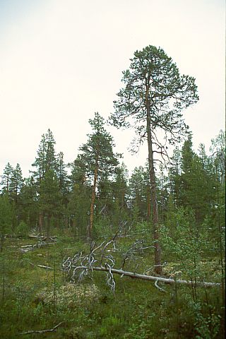 FinnmarkSoerVarangerPasvik23 - 43KB