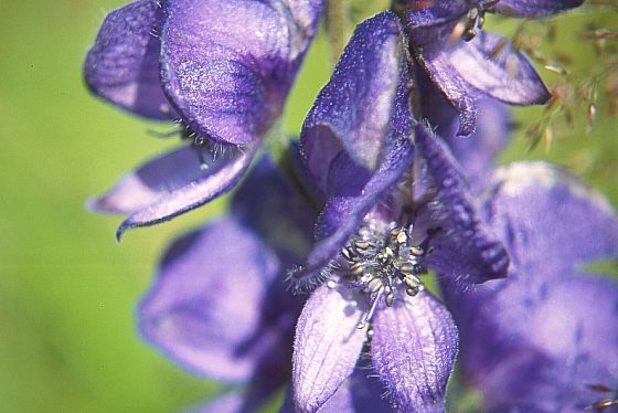 Blüte des Blauen Eisenhutes - 43 KB