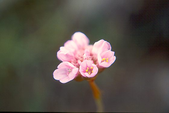 Blüte des Fleischroten Mannsschilds - 17 KB