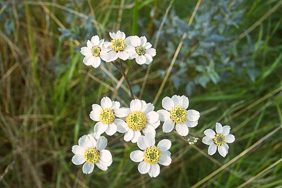 Blüten der Sumpf-Schafgarbe - 48 KB