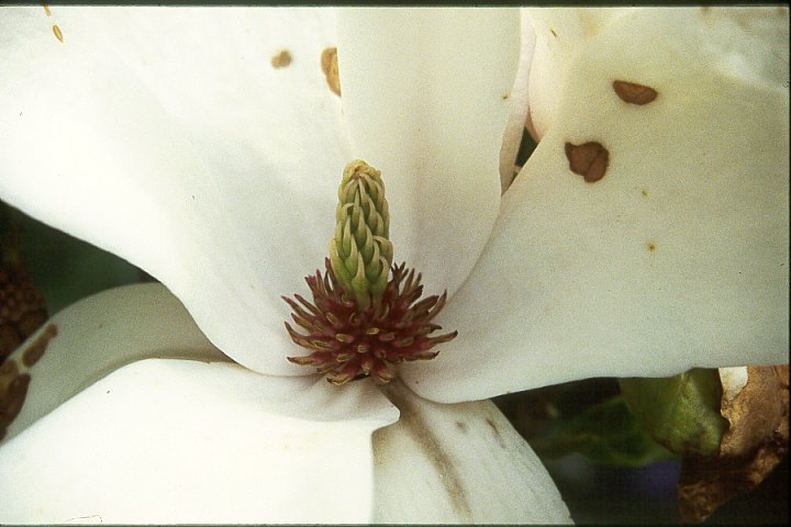 Blütenzauber02 - 58KB