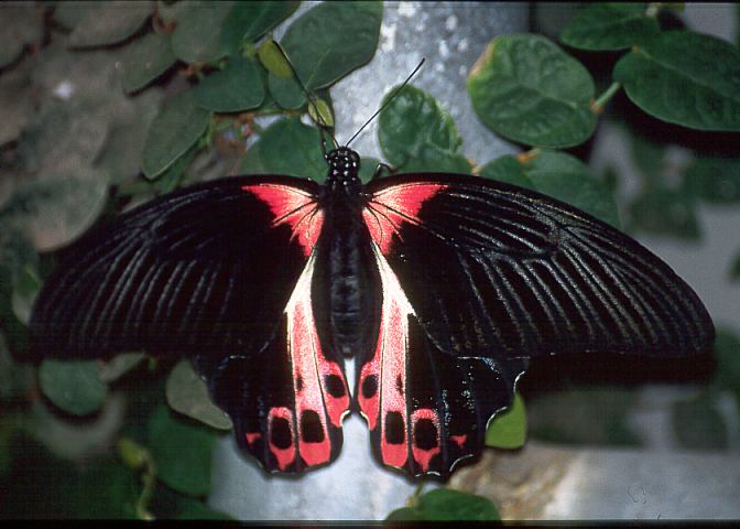 Schmetterling01 - 49KB