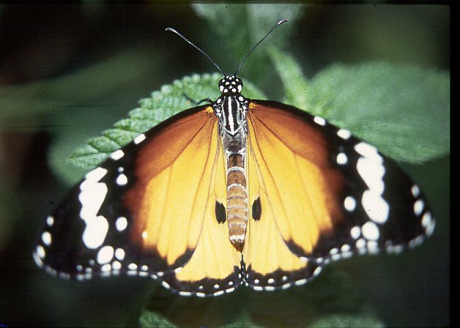 Schmetterling12 - 45KB