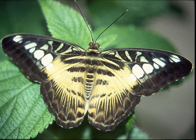 Schmetterling14 - 57KB