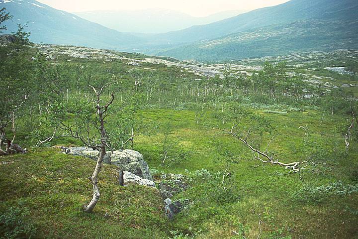 NordlandGraneBoergefjell13 - 97KB